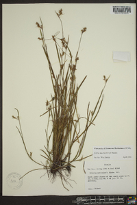 Scleria reticularis image