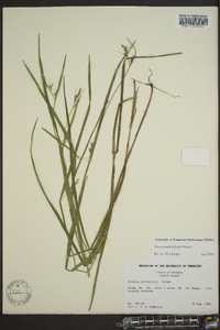 Scleria reticularis image