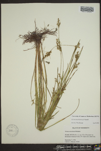 Scleria reticularis image