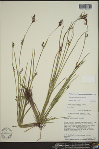 Scleria reticularis image