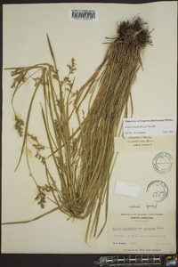 Scleria reticularis image