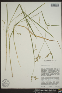 Scleria reticularis image