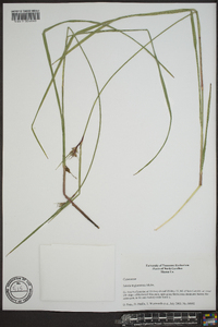 Scleria triglomerata image
