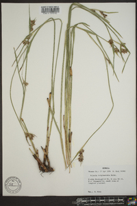 Scleria triglomerata image