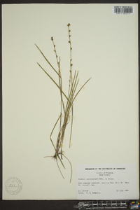 Scleria verticillata image