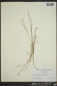 Scleria verticillata image