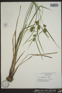 Carex aureolensis image