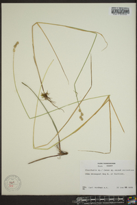 Carex festucacea image