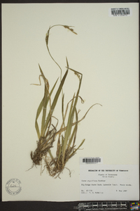 Carex styloflexa image