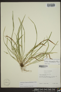 Carex abscondita image