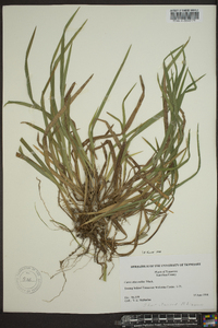 Carex abscondita image