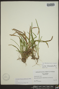 Carex abscondita image