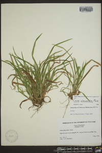 Carex abscondita image