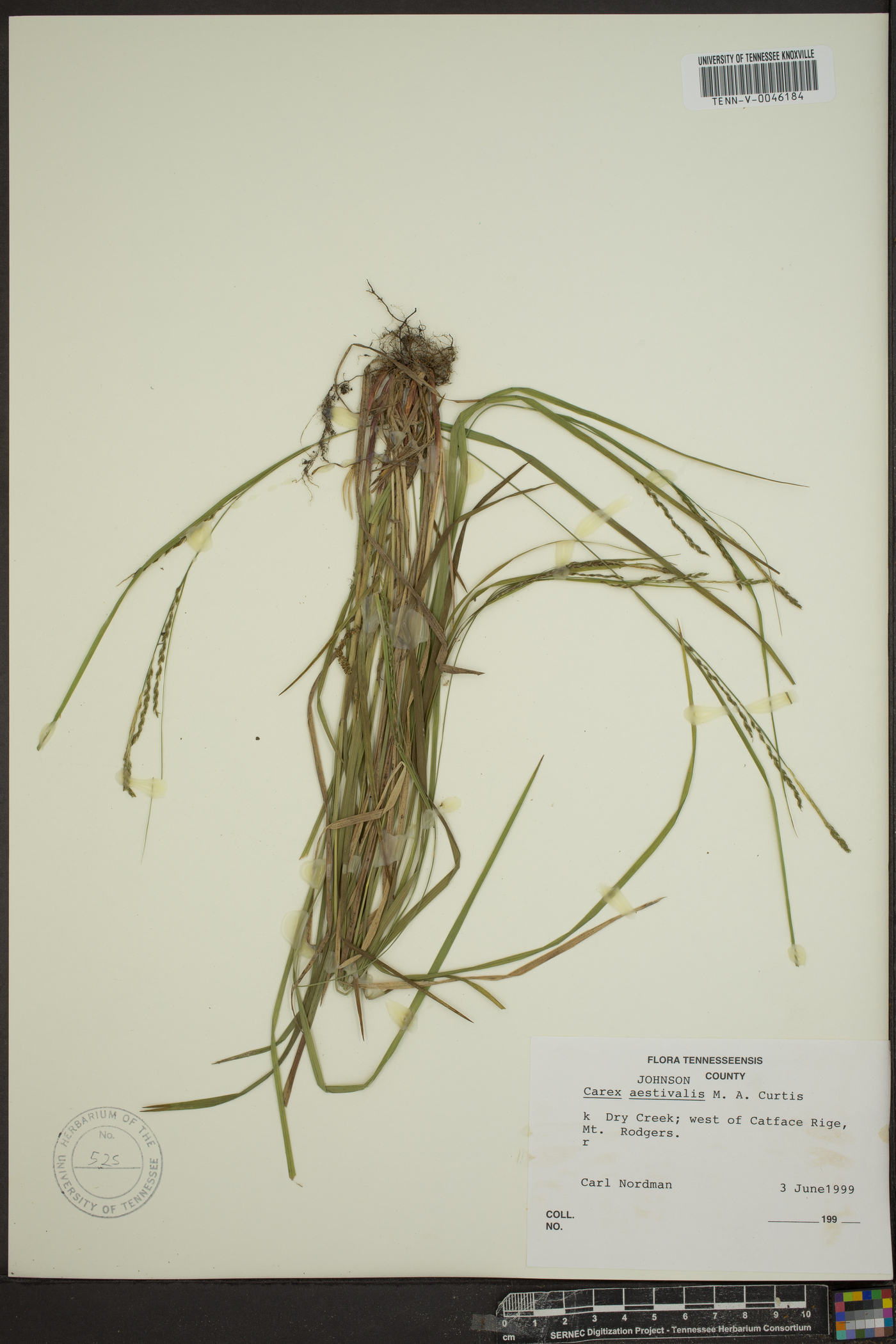 Carex aestivalis image