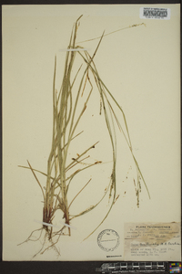 Carex aestivalis image