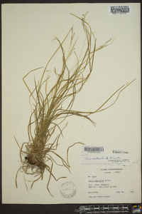 Carex aestivalis image