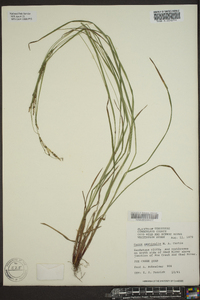 Carex aestivalis image