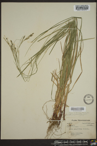 Carex aestivalis image