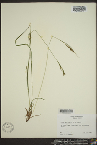 Carex aestivalis image