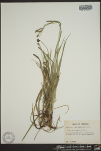 Carex aestivalis image