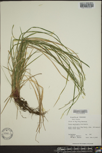 Carex aestivalis image