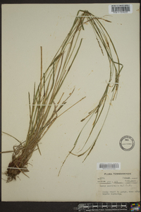 Carex aestivalis image