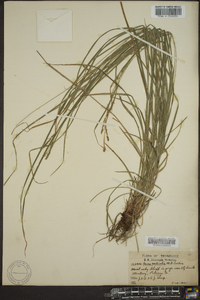 Carex aestivalis image