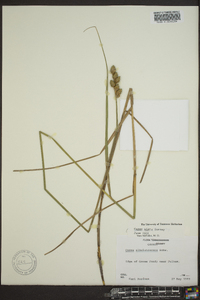 Carex alata image