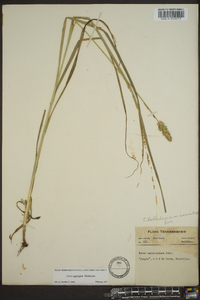 Carex aggregata image