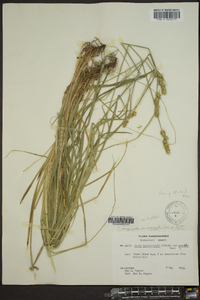 Carex aggregata image