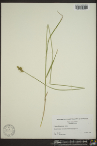 Carex albolutescens image