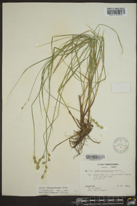 Carex albolutescens image