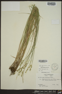 Carex albolutescens image