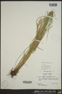 Carex albolutescens image