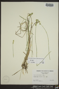 Carex albolutescens image