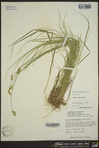 Carex albolutescens image