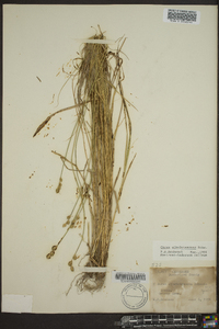 Carex albolutescens image