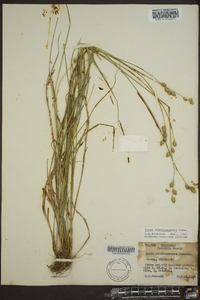 Carex albolutescens image