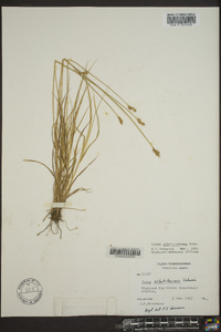 Carex albolutescens image