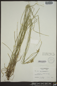 Carex albolutescens image