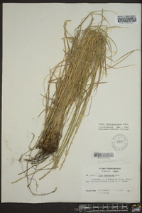 Carex albolutescens image