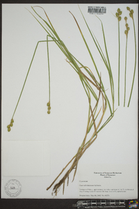 Carex albolutescens image