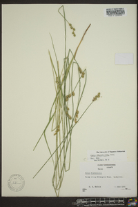 Carex albolutescens image