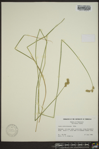 Carex albolutescens image