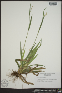 Carex albursina image