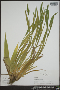 Carex albursina image