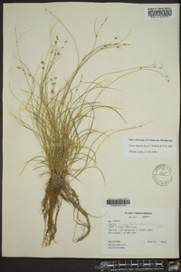 Carex appalachica image