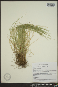 Carex appalachica image