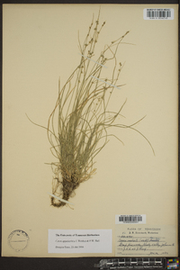 Carex appalachica image