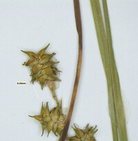 Carex atlantica subsp. atlantica image